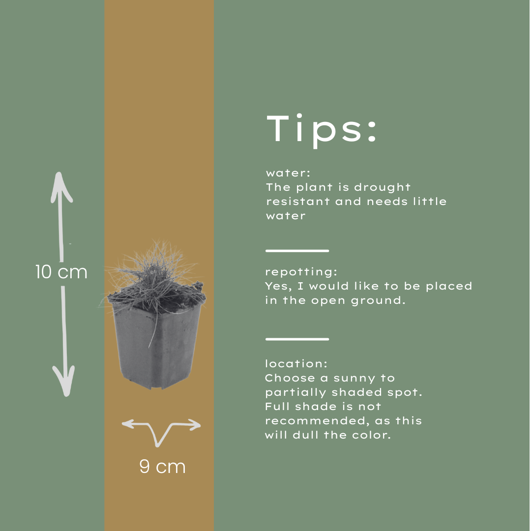 24x Festuca gautieri - ↕10-25cm - Ø9cm
