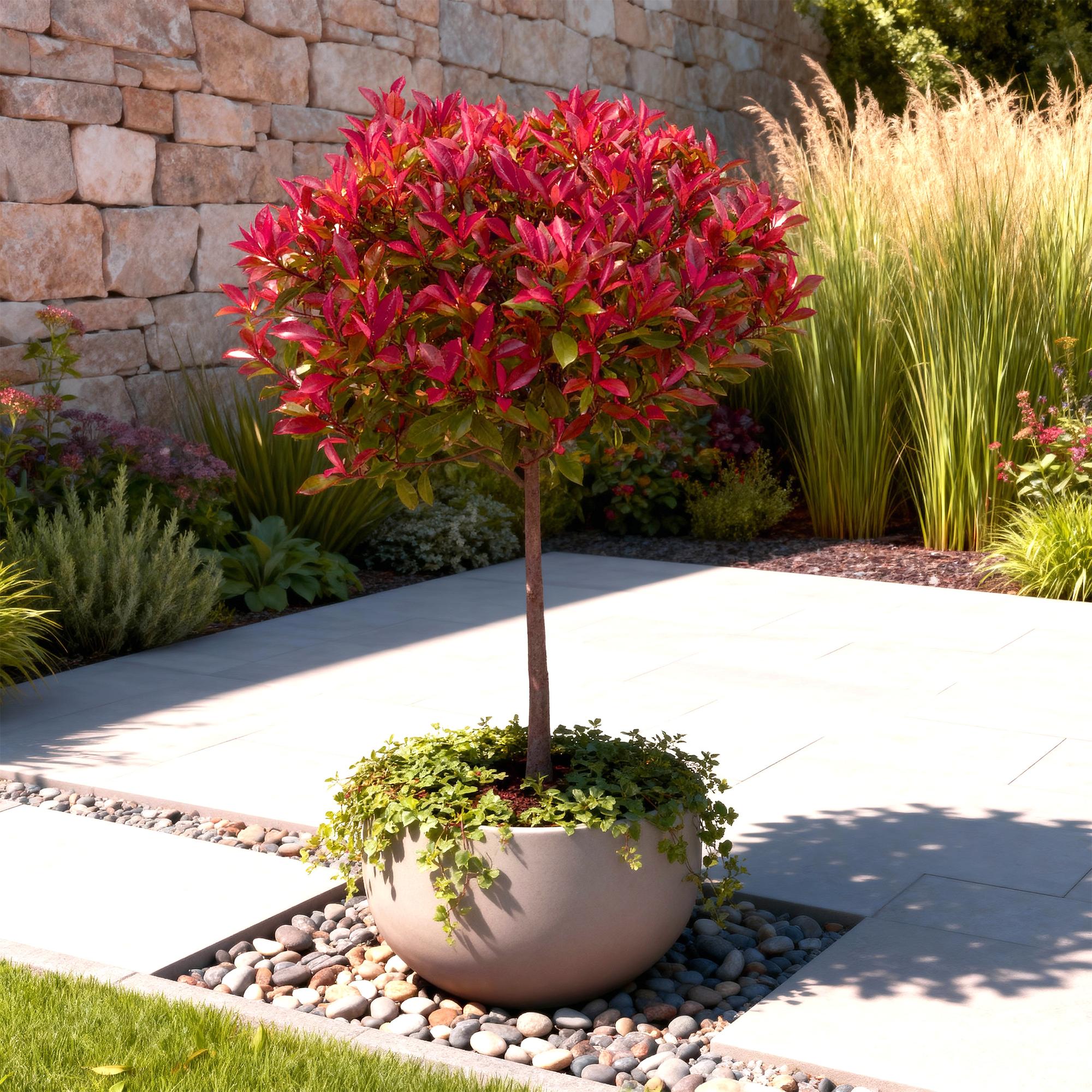 Plant op Stam - Photinia fraseri Carre Rouge - Terras Plant - Bladhoudend - Winterhard - Groen-Rood Blad - Pot 19cm Hoogte 90cm