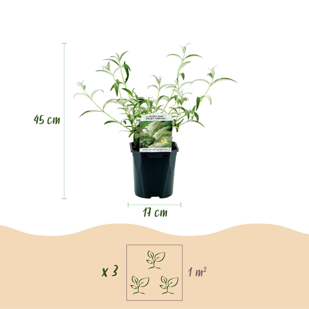 Tuinplant - Buddleja davidii White Profusion - Vlinderstruik - Winterhard - Wit - 3 Planten - Pot 17cm - Hoogte 45cm