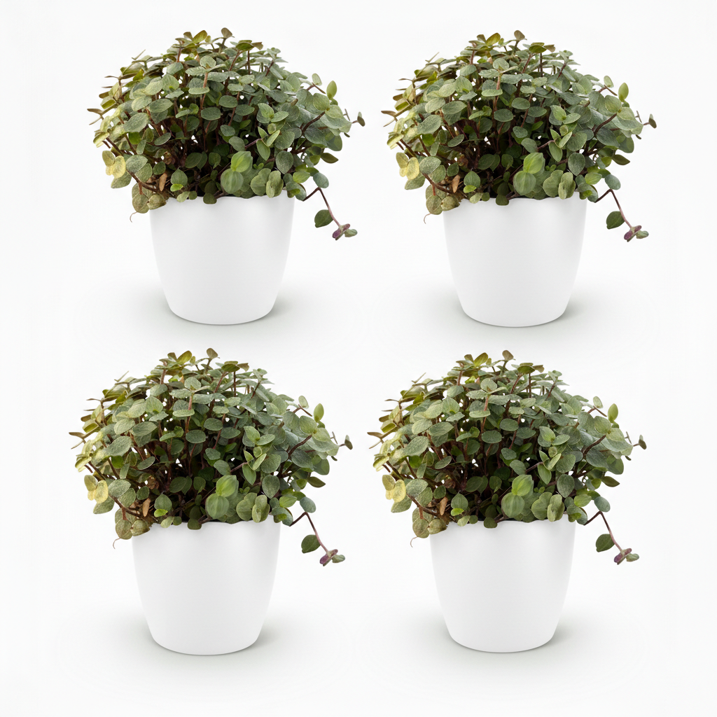 Kamerplant - Calissia repens - Kattengras - Huisdiervriendelijk - Groen - 4 Planten - met Potter Wit - Pot 12cm - Hoogte 17-20cm