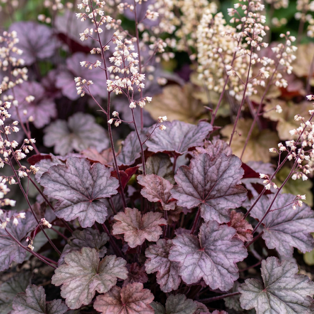 Vasteplant - Heuchera micr. Palace Purple - Purperklokje - Schaduw - Paars - 24 Planten - Pot 11cm - Hoogte 15-25cm