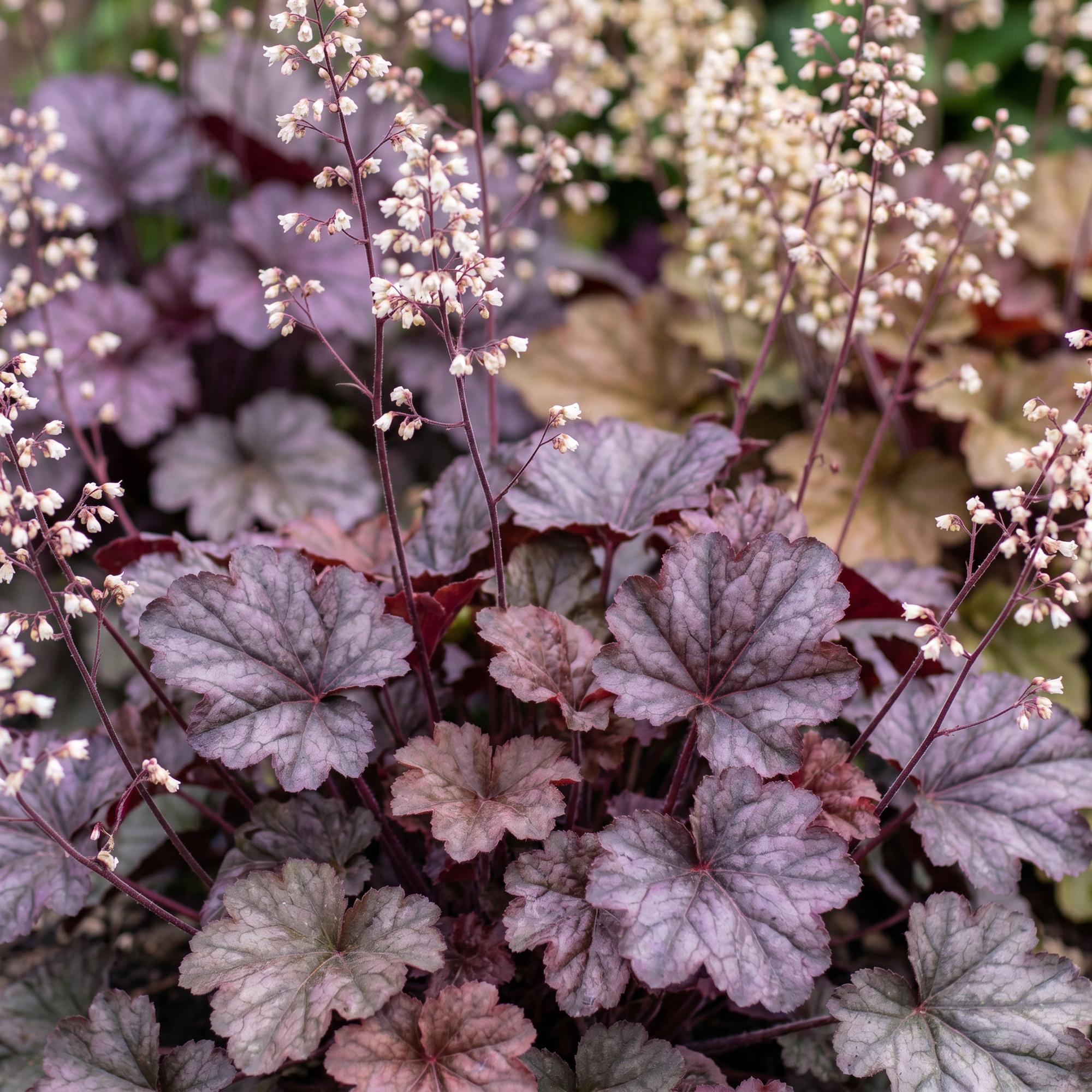 Vasteplant - Heuchera micr. Palace Purple - Purperklokje - Schaduw - Paars - 24 Planten - Pot 11cm - Hoogte 15-25cm