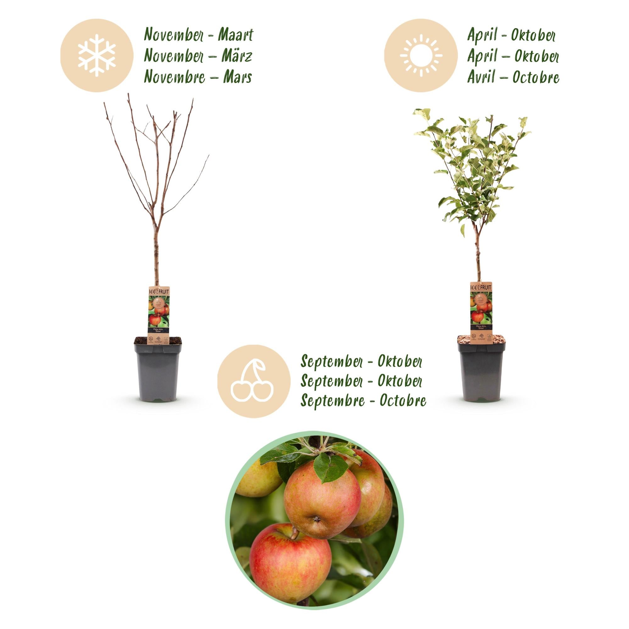 Fruitboom - Malus domestica Elstar - Appelboom - Winterhard - Rood-Groene Appel - 1 Plant - Pot 21cm - Hoogte 90cm