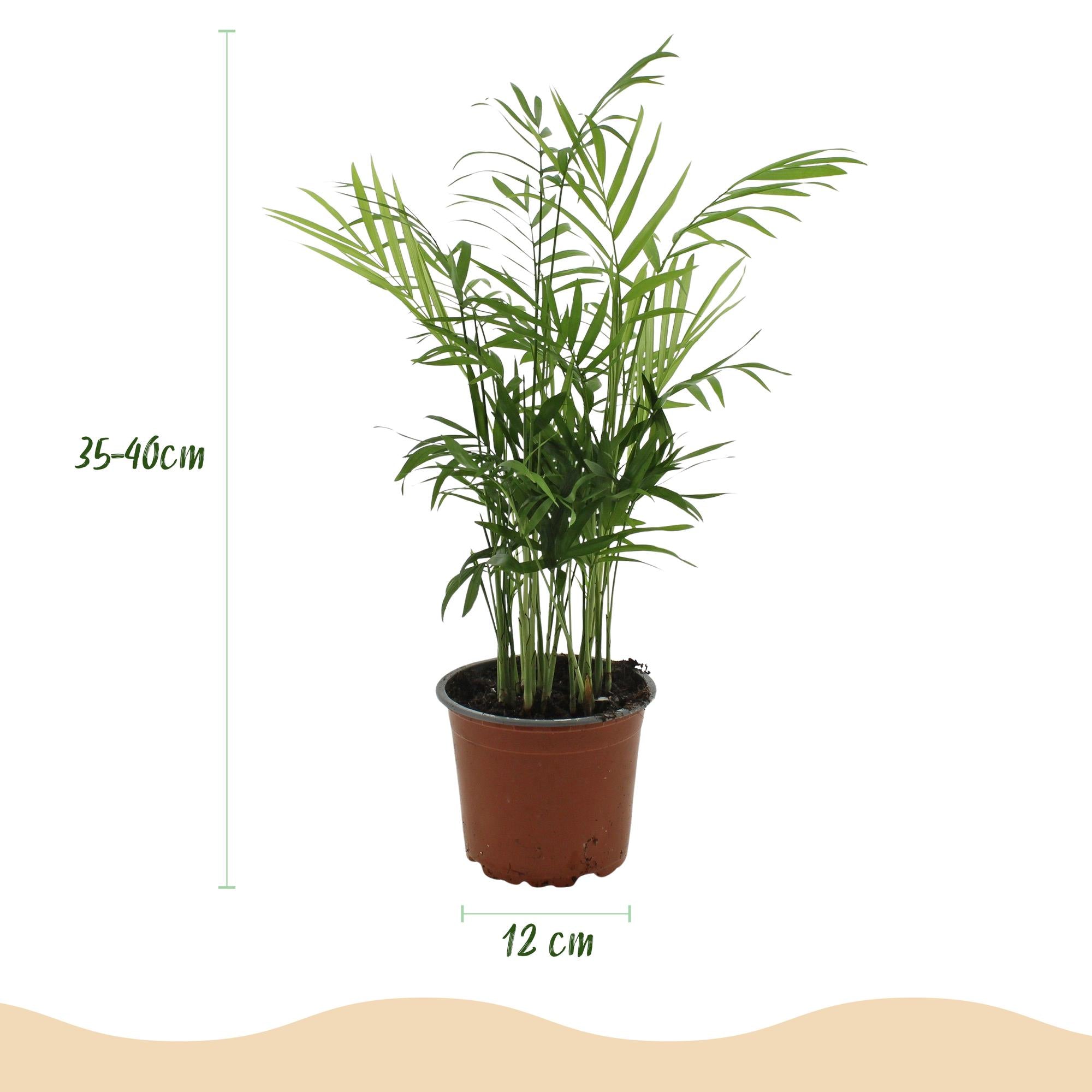 Kamerplant - Chamaedorea elegans - Goudpalm - Huisdiervriendelijke Plant - Groen - 1 Plant - met Potter Wit - Pot 12cm - Hoogte 15cm