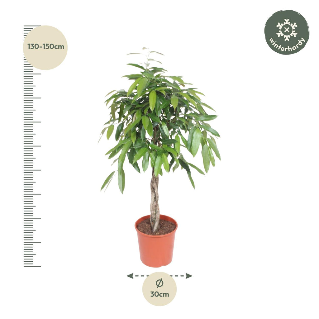 Ficus Amstel King gevlochten stam - 130 cm - Ø27