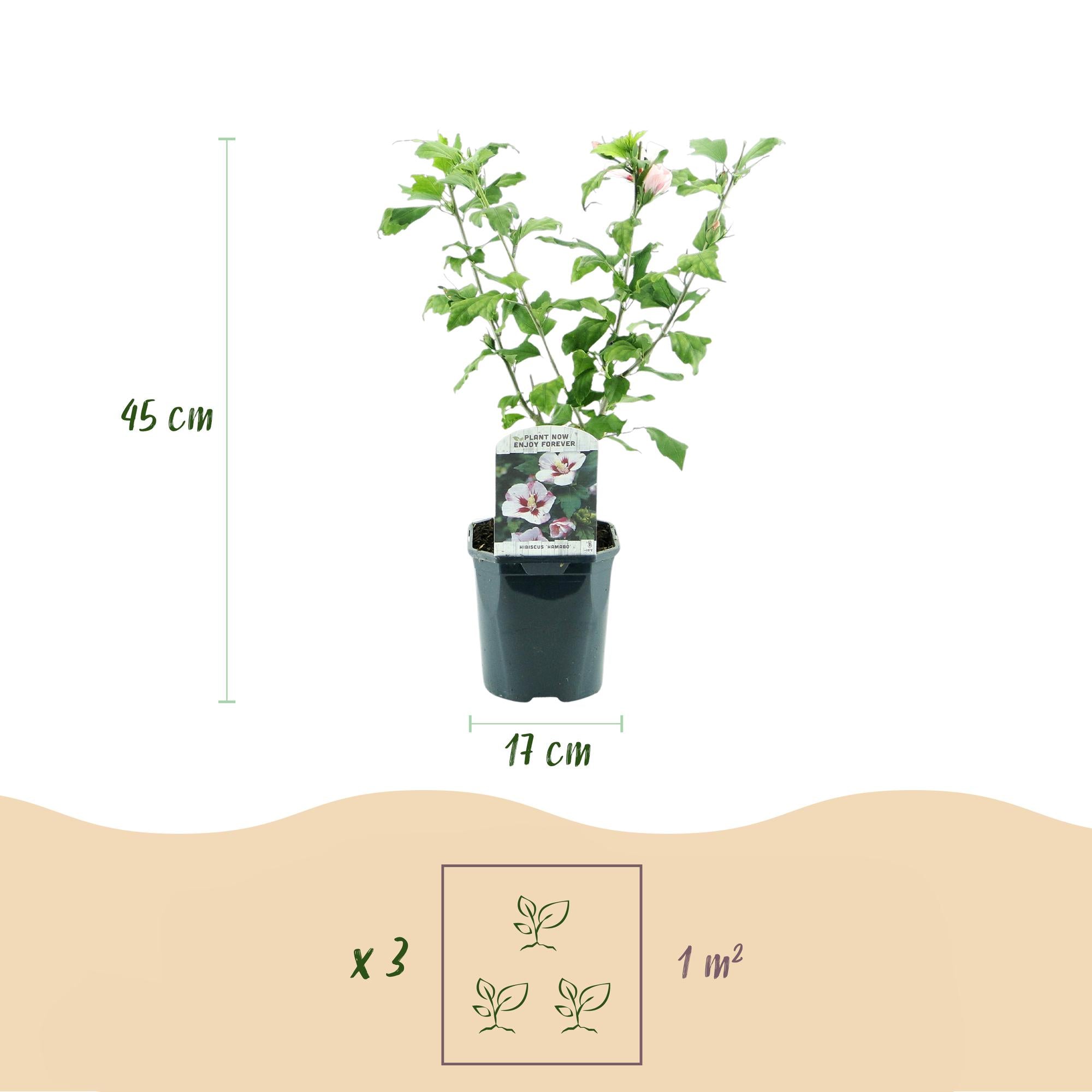 Tuinplant - Hibiscus syriacus Hamabo - Tuin Hibiscus - Winterhard - Wit - Roze - 3 Planten - Pot 17cm - Hoogte 45cm
