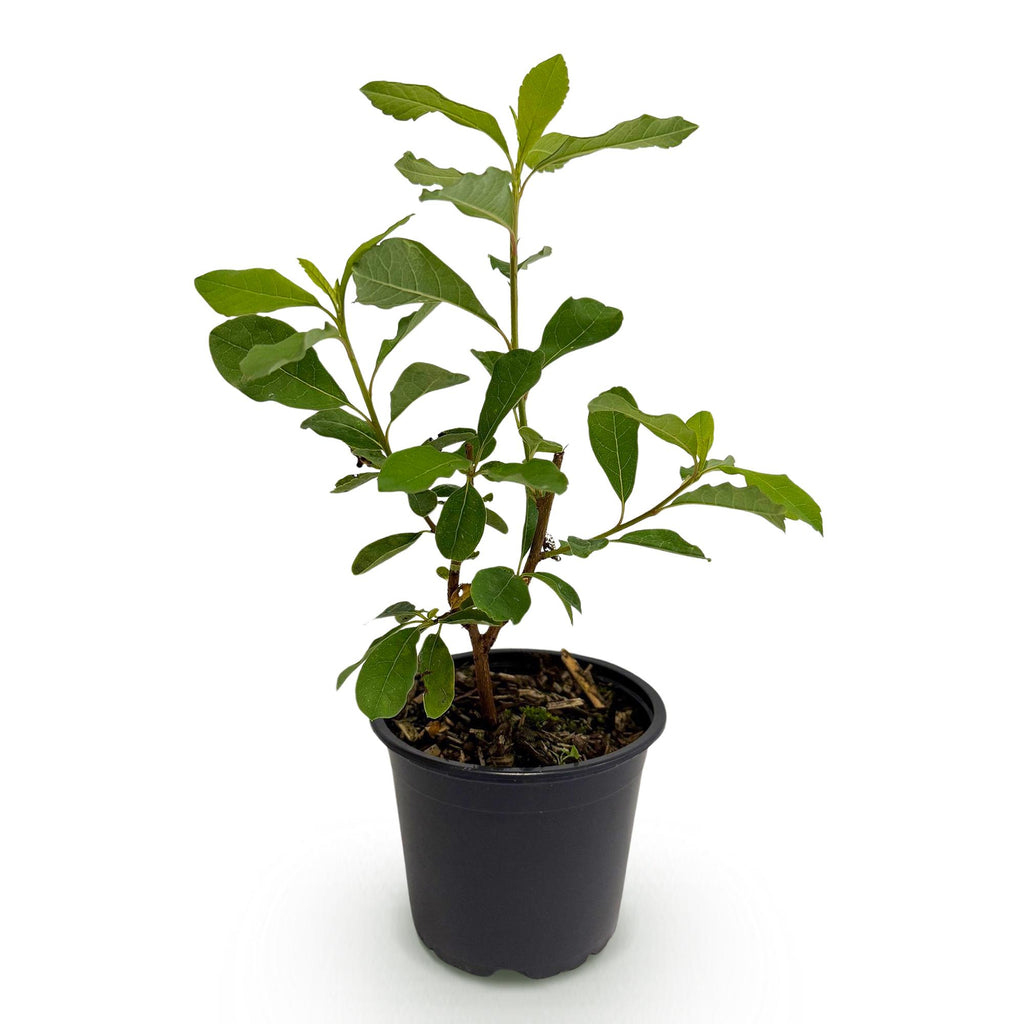 Tuinplant - Cornus Florida - Bloem Wit-Roze - 1 Plant - Bladverliezend - Weinig Onderhoud - Pot 12cm Hoogte 35cm
