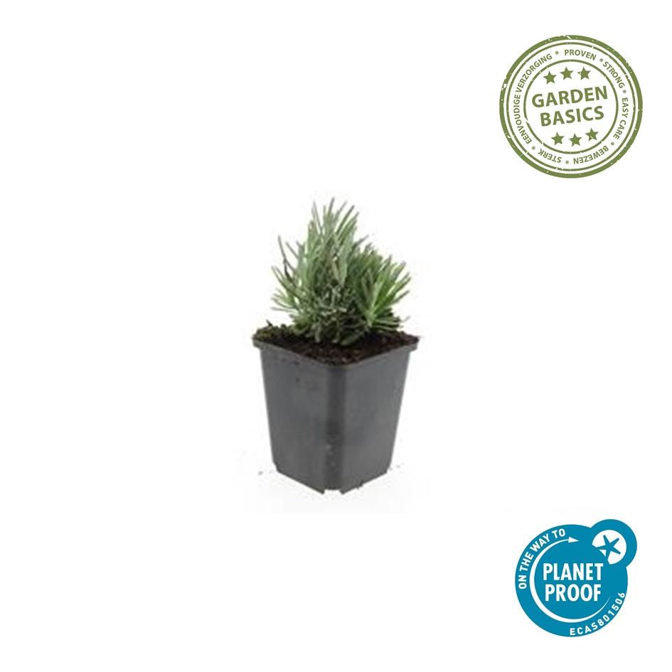 60x Lavandula ang. 'Dwarf Blue' - ↕10-25cm - Ø9cm