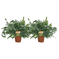 Phlebodium Blue Star - 2 stuks - Ø17cm - Ø60cm