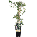 Hedera helix 'Goldheart' - Ø15cm - ↕65cm