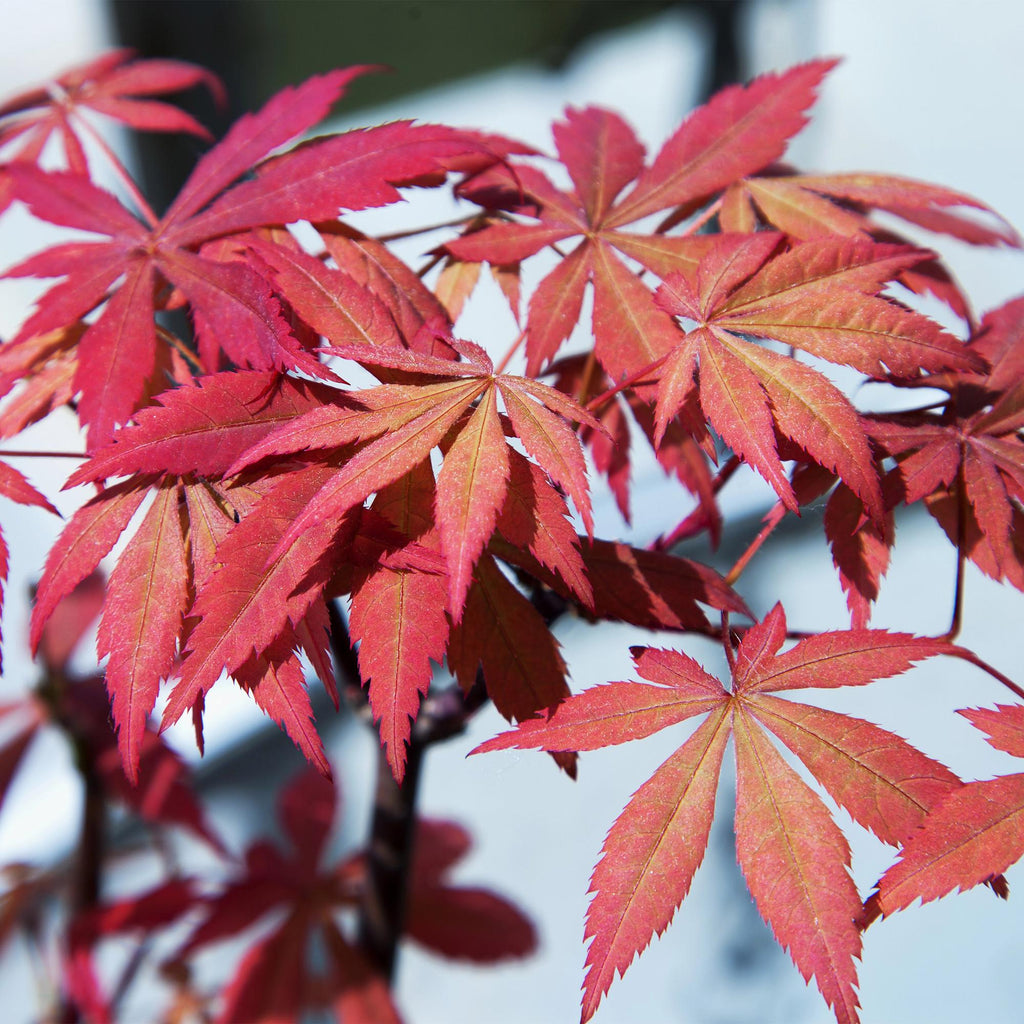 Terrasplant - Japanse Esdoorn - Acer palmatum Sumi-nagashi - Rood - 2 Planten - Bladverliezend - Pot 19cm Hoogte 70cm