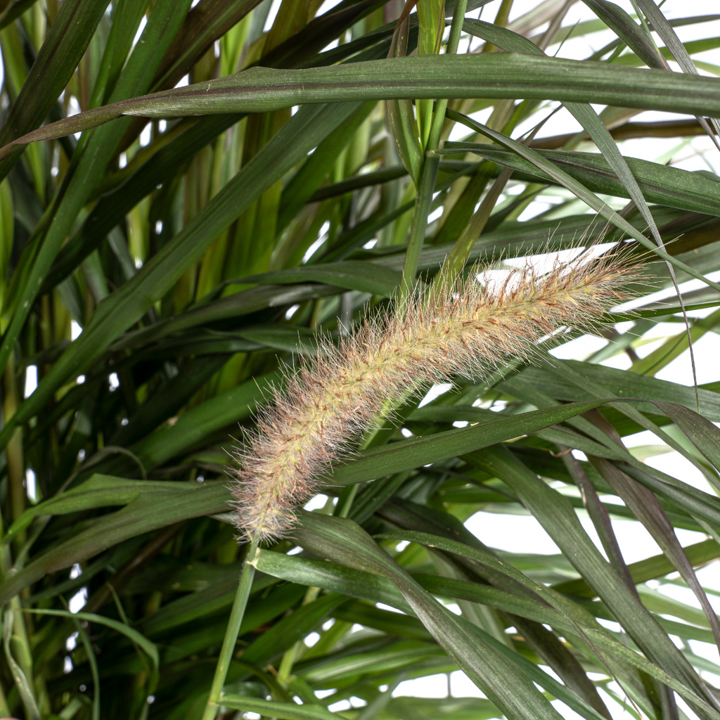 Pennisetum x Advena Chelsea Ø27cm - ↕70 - 80cm