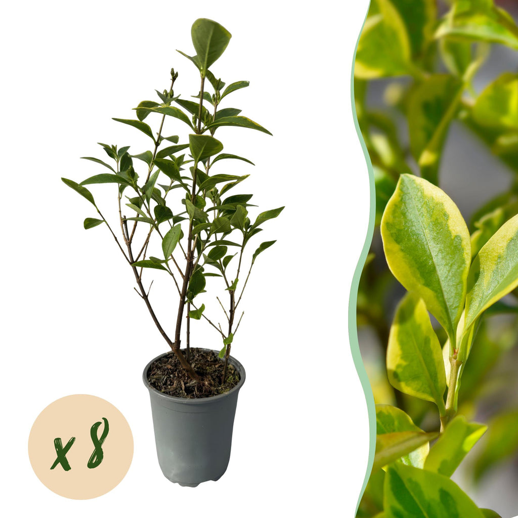 8x Ligustrum ovalifolium Aureum - Bontbladige Liguster - Haagplanten - Groenblijvend - Bont - Pot 9cm - Hoogte 35-45cm