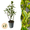 8x Ligustrum ovalifolium Aureum - Bontbladige Liguster - Haagplanten - Groenblijvend - Bont - Pot 9cm - Hoogte 35-45cm