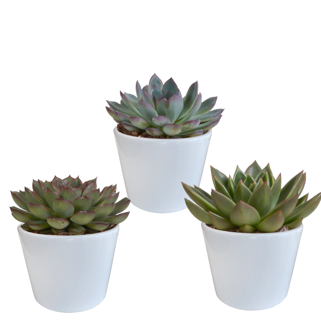Echeveria mix 10.5 cm - 3x - in witte pot