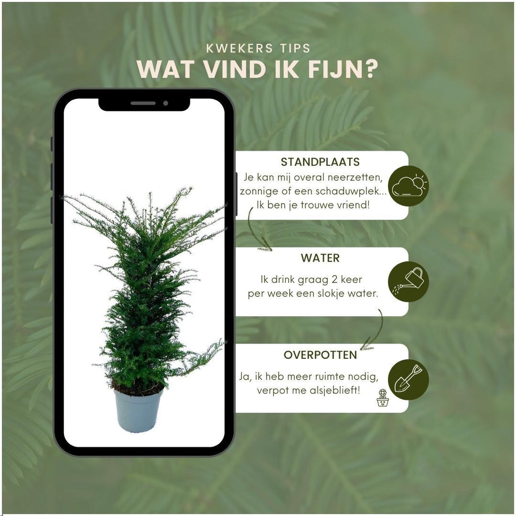 Grote taxus planten voor 10 strekkende meter haag | - 12L - 20 x | ↨ 100-125 cm