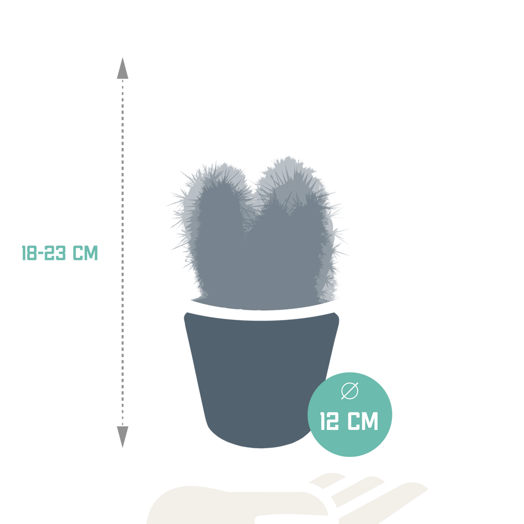 Cereus mix 10,5cm - 3x - in witte pot