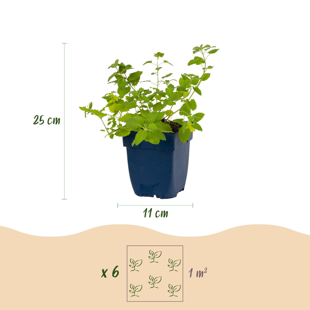 Vasteplant - Nepeta faassenii 'Six Hills Giant' - Kattenkruid - Bijen- en vlinderlokkers - Paars - 24 Planten - Pot 11cm - Hoogte 15-25cm