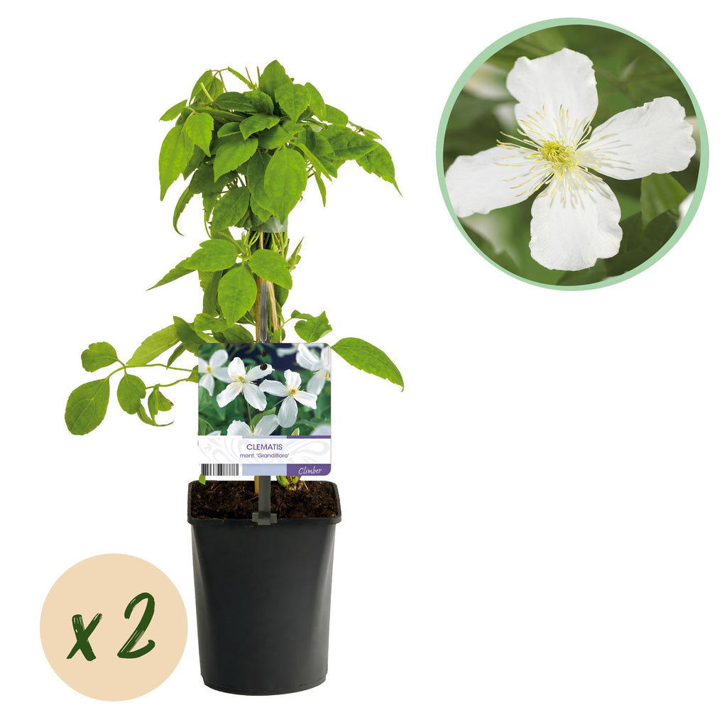 Klimplant - Clematis montana Grandiflora - Bloem Wit - Vroegbloeiend - Weinig onderhoud -2 planten -  Pot 11cm Hoogte 40cm