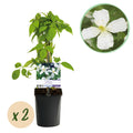 Klimplant - Clematis montana Grandiflora - Bloem Wit - Vroegbloeiend - Weinig onderhoud -2 planten -  Pot 11cm Hoogte 40cm
