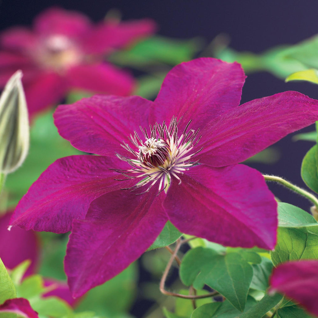 Klimplant - Clematis Westerplatte - Bloem Rood - Weinig onderhoud -2 planten -  Pot 11cm Hoogte 40cm