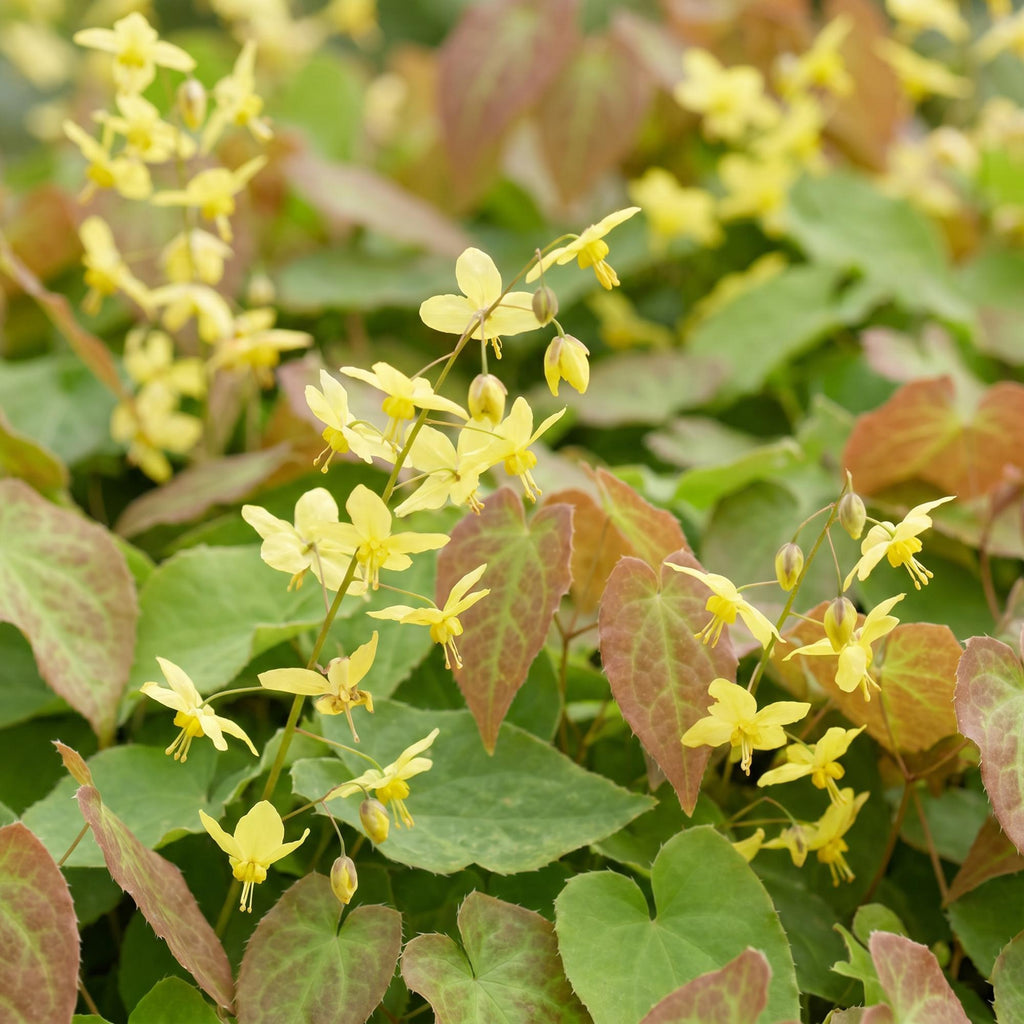 Vasteplant - Epimedium perralch. Frohnleiten - Elfenbloem - Schaduw - Geel - 24 Planten - Pot 11cm - Hoogte 15-25cm