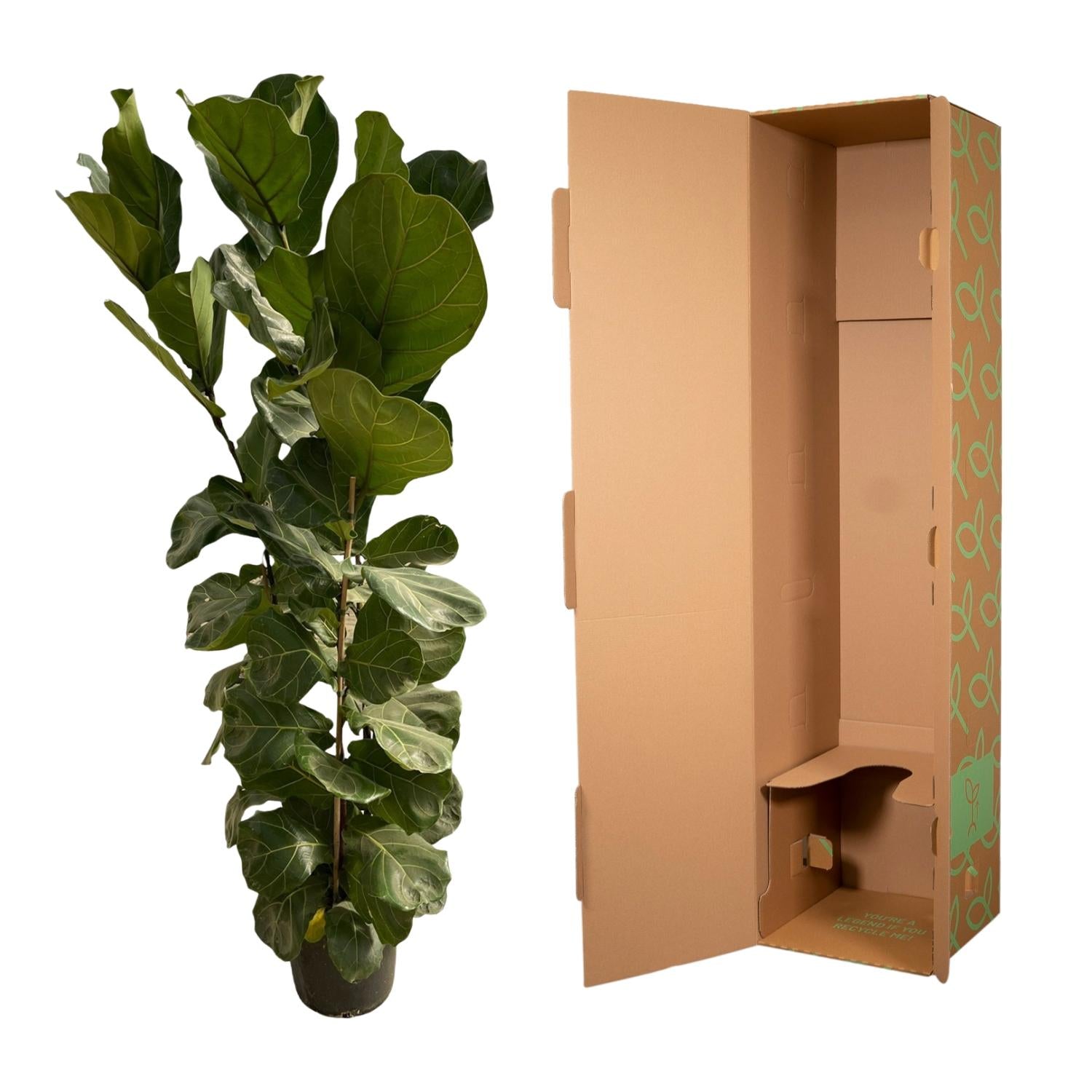 Ficus Lyrata struik - 180 cm - Ø27
