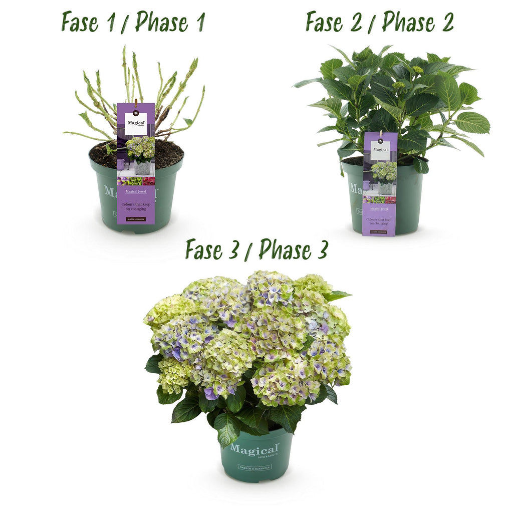 Terrasplant - Hortensia - Hydrangea Magical Jewel Blue - Blauw - 6-10 Bloemen - Pot 23cm Hoogte 55cm