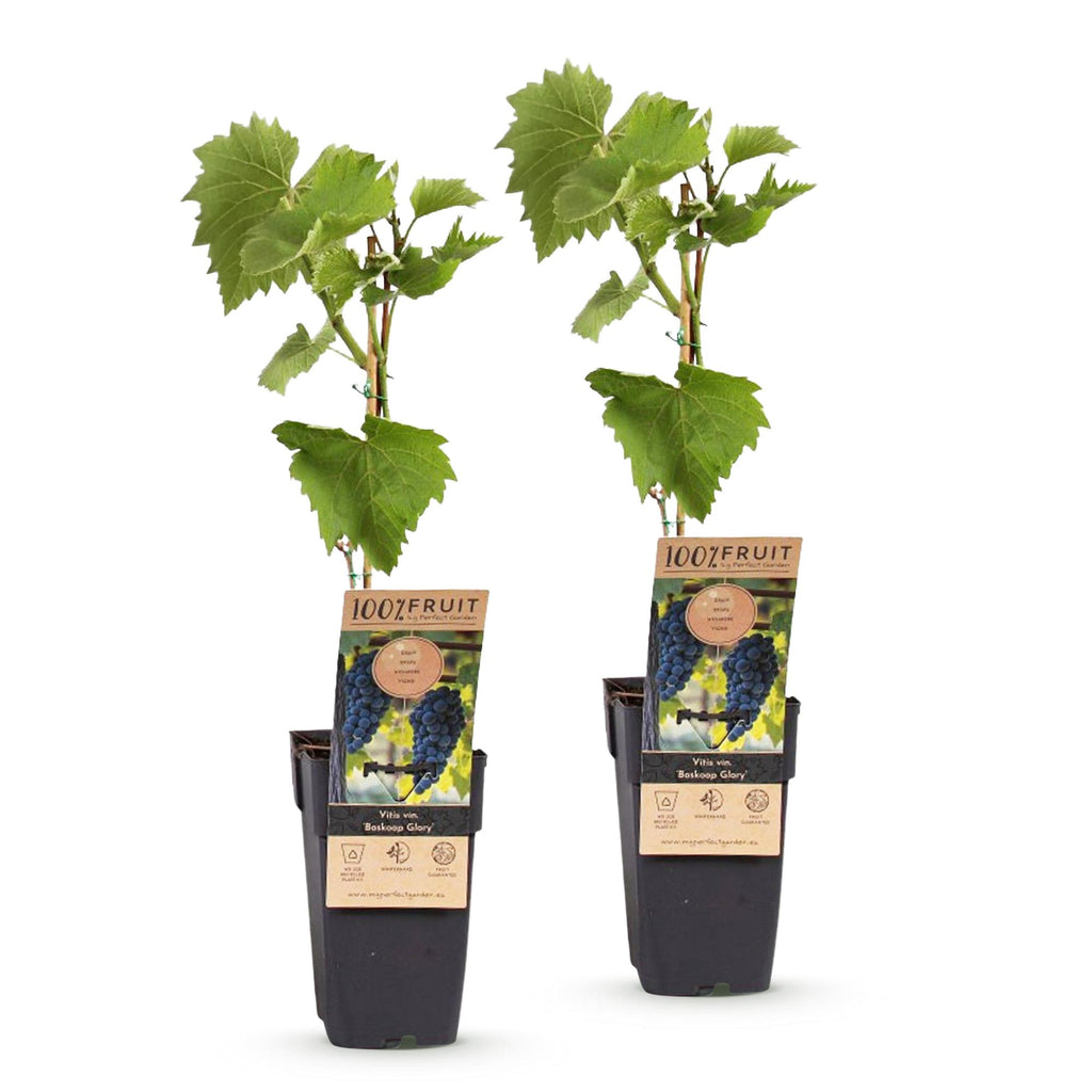 Fruitplant - Vitis vinifera Boskoop Glory - Druivenplant - Winterhard - Blauwe Druif - 2 Planten - Pot 15cm - Hoogte 50cm
