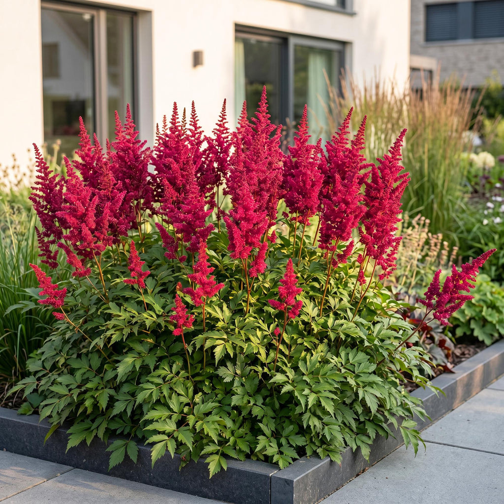 Vasteplant - Astilbe (A) Fanal - Pluimspirea - Schaduw - Rood - 3 Planten - Pot 11cm - Hoogte 15-25cm