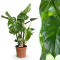 Green is... Kamerplanten - Monstera Deliciosa - Gatenplant - Weinig onderhoud - Groen - 1 Plant - Pot 21cm - Hoogte 70-80cm