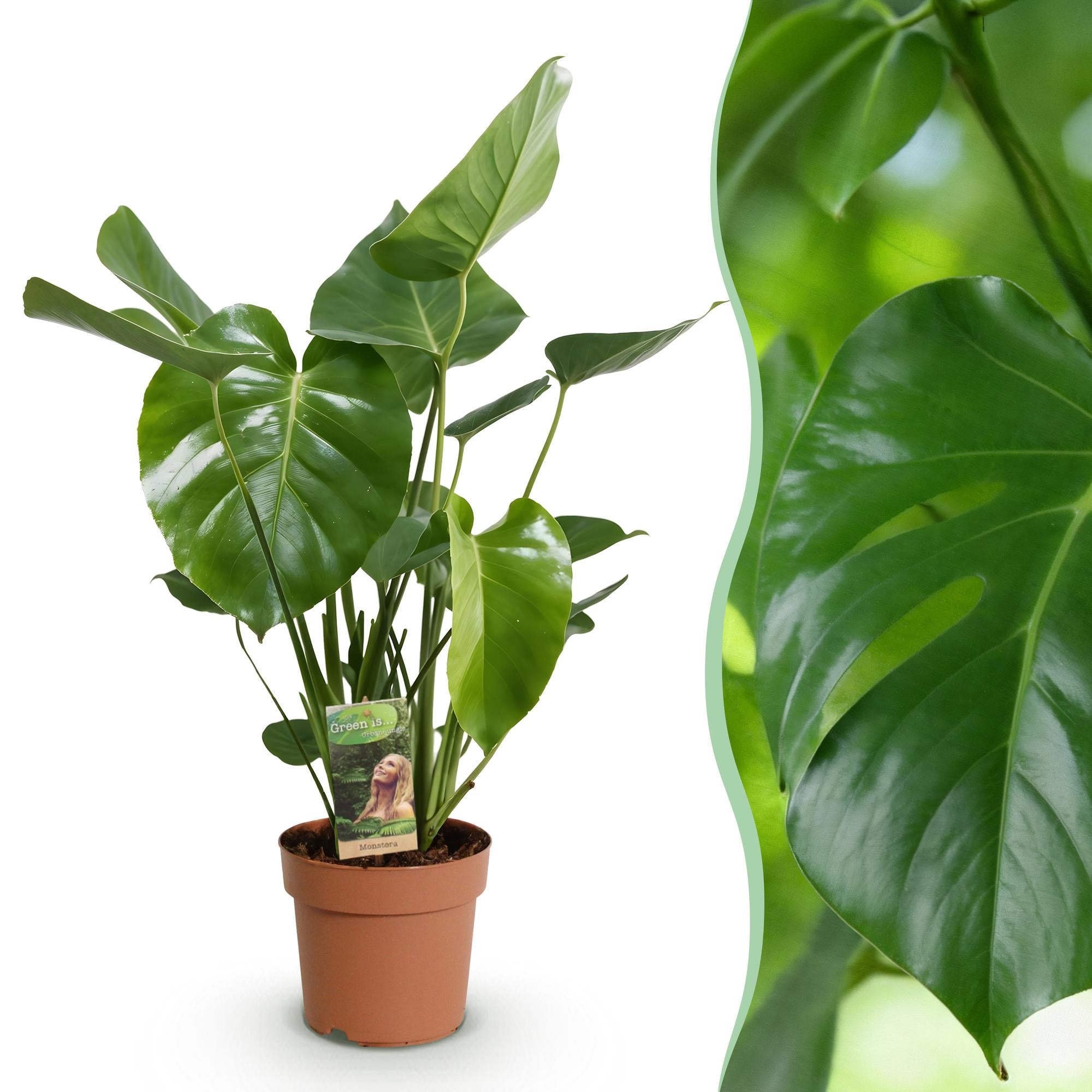 Green is... Kamerplanten - Monstera Deliciosa - Gatenplant - Weinig onderhoud - Groen - 1 Plant - Pot 21cm - Hoogte 70-80cm