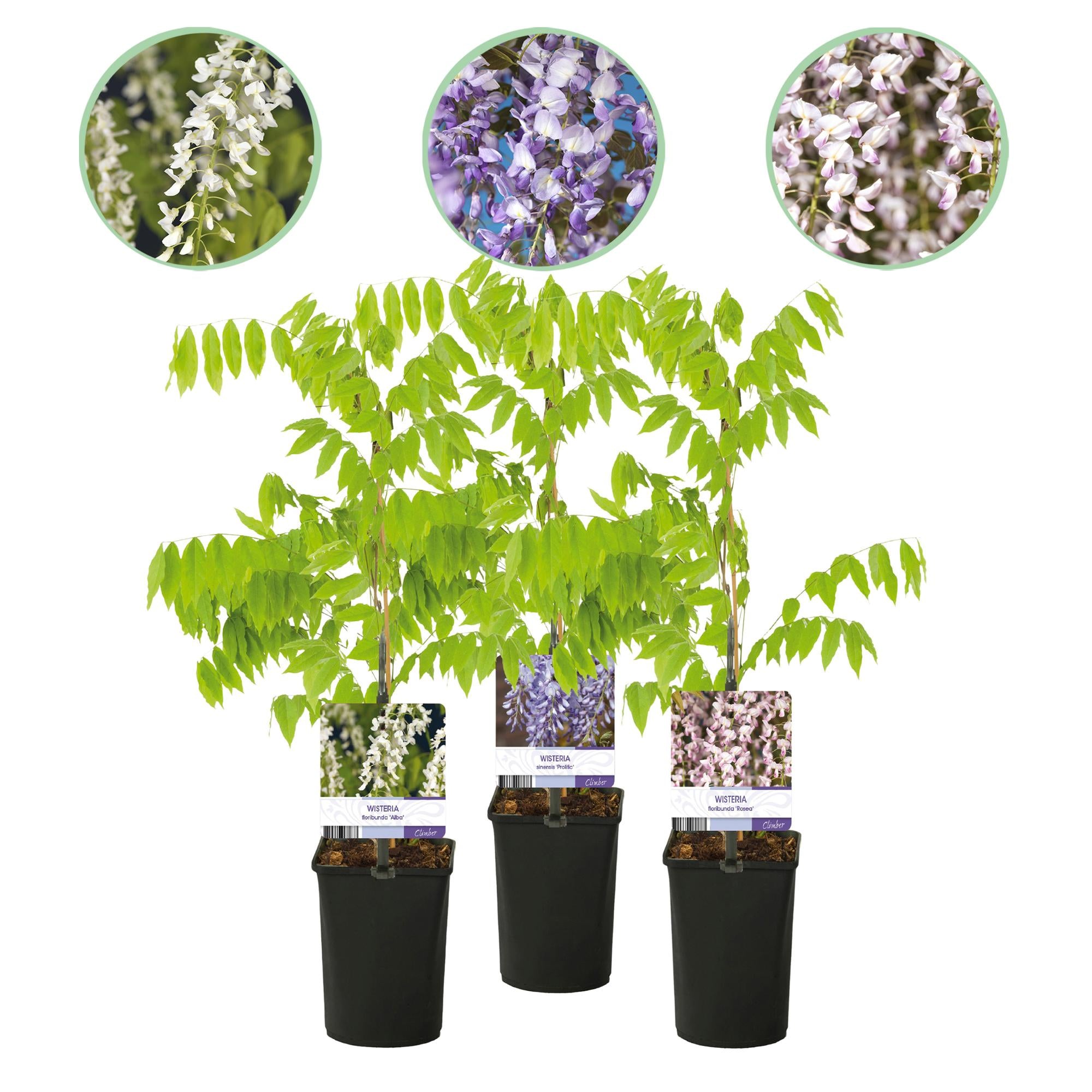 Blauwe regen - Wisteria floribunda Tricolour - Bloemen Blauw Roze Wit  - 3 planten - Pot 11cm Hoogte 40cm