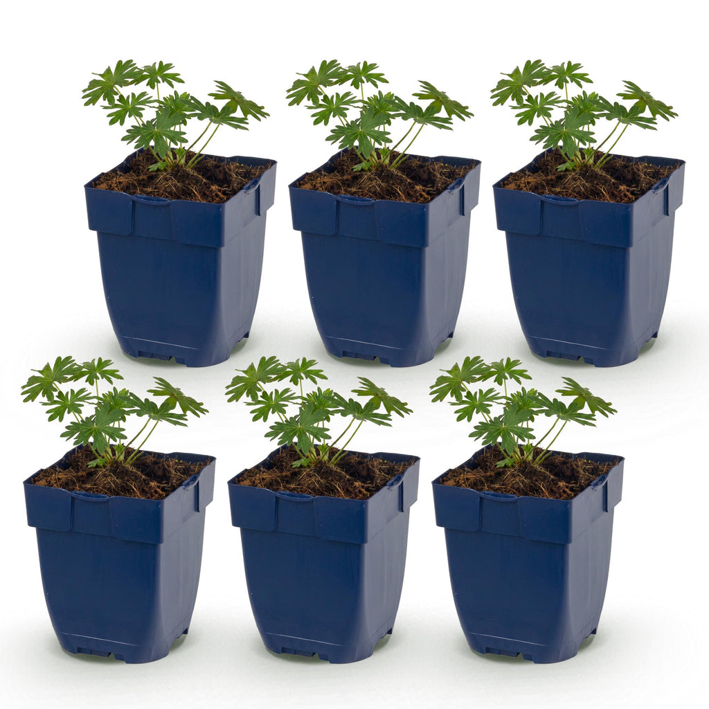 Vasteplant - Geranium sang. Album - Ooievaarsbek - Bodembedekkend - Wit - 6 Planten - Pot 11cm - Hoogte 15-25cm
