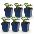 Vasteplant - Geranium sang. Album - Ooievaarsbek - Bodembedekkend - Wit - 6 Planten - Pot 11cm - Hoogte 15-25cm