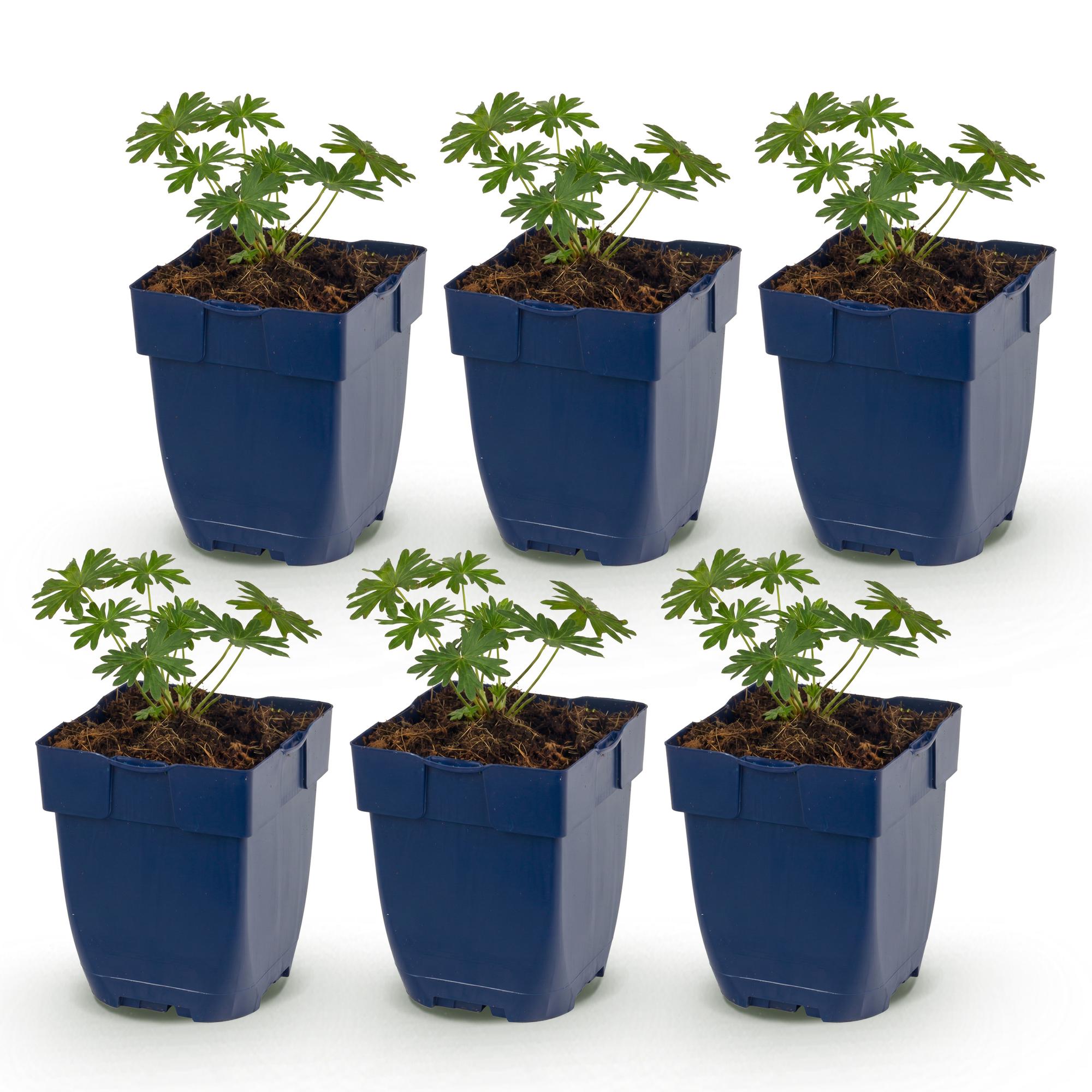 Vasteplant - Geranium sang. Album - Ooievaarsbek - Bodembedekkend - Wit - 6 Planten - Pot 11cm - Hoogte 15-25cm
