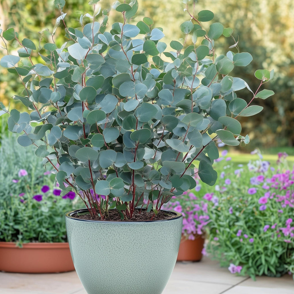 Terrasplant - Eucalyptus boom - Eucalyptus gunni  - Grijs - 2 Planten - Winterhard - Pot 14cm Hoogte 30cm