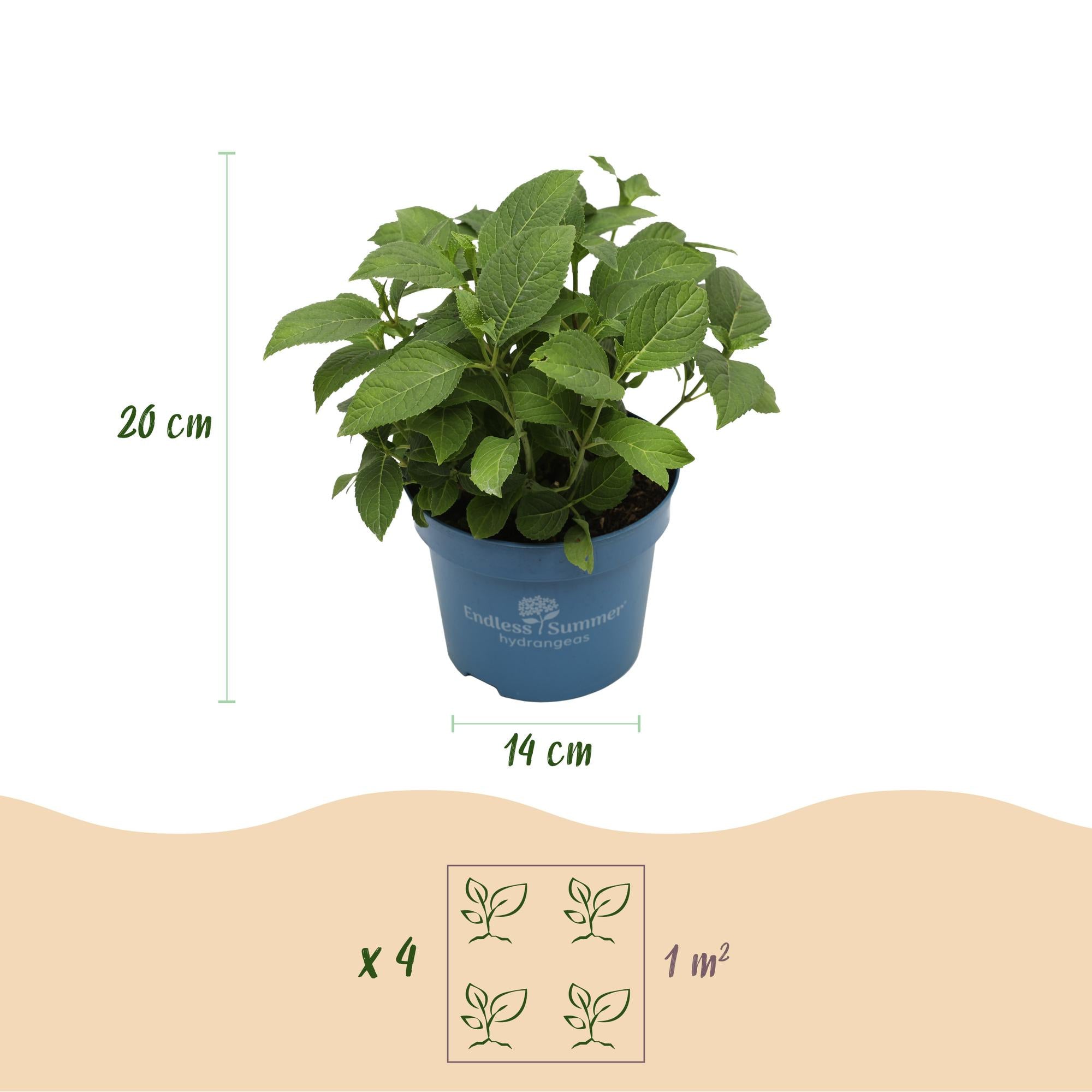Tuinplant - Hydrangea Endles Summer Summer Love Red - Hortensia - Winterhard - Rood - 8 Planten - Pot 14cm - Hoogte 20-25cm