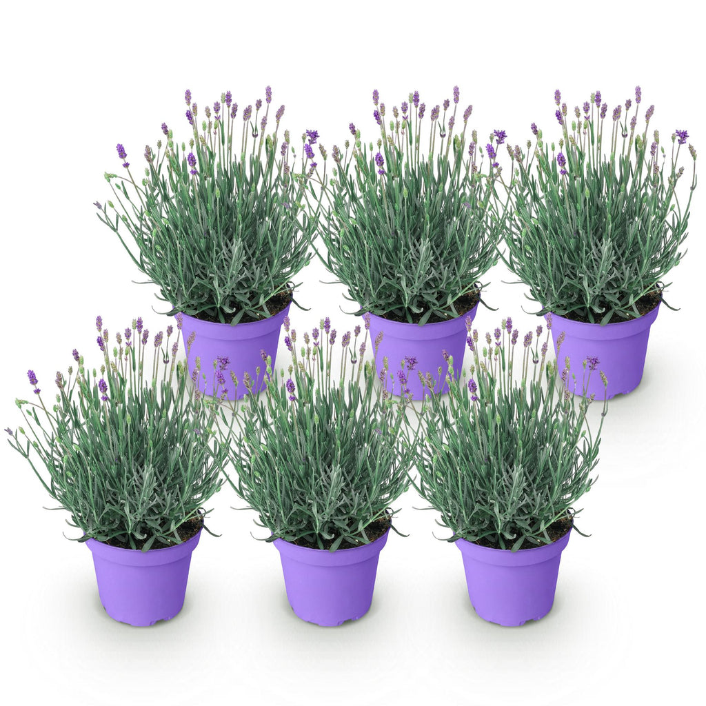 Tuinplant - Lavandula angustifolia Munstead - Lavendel - Winterhard - Paars - 6 Planten - Pot 12cm - Hoogte 15-25cm