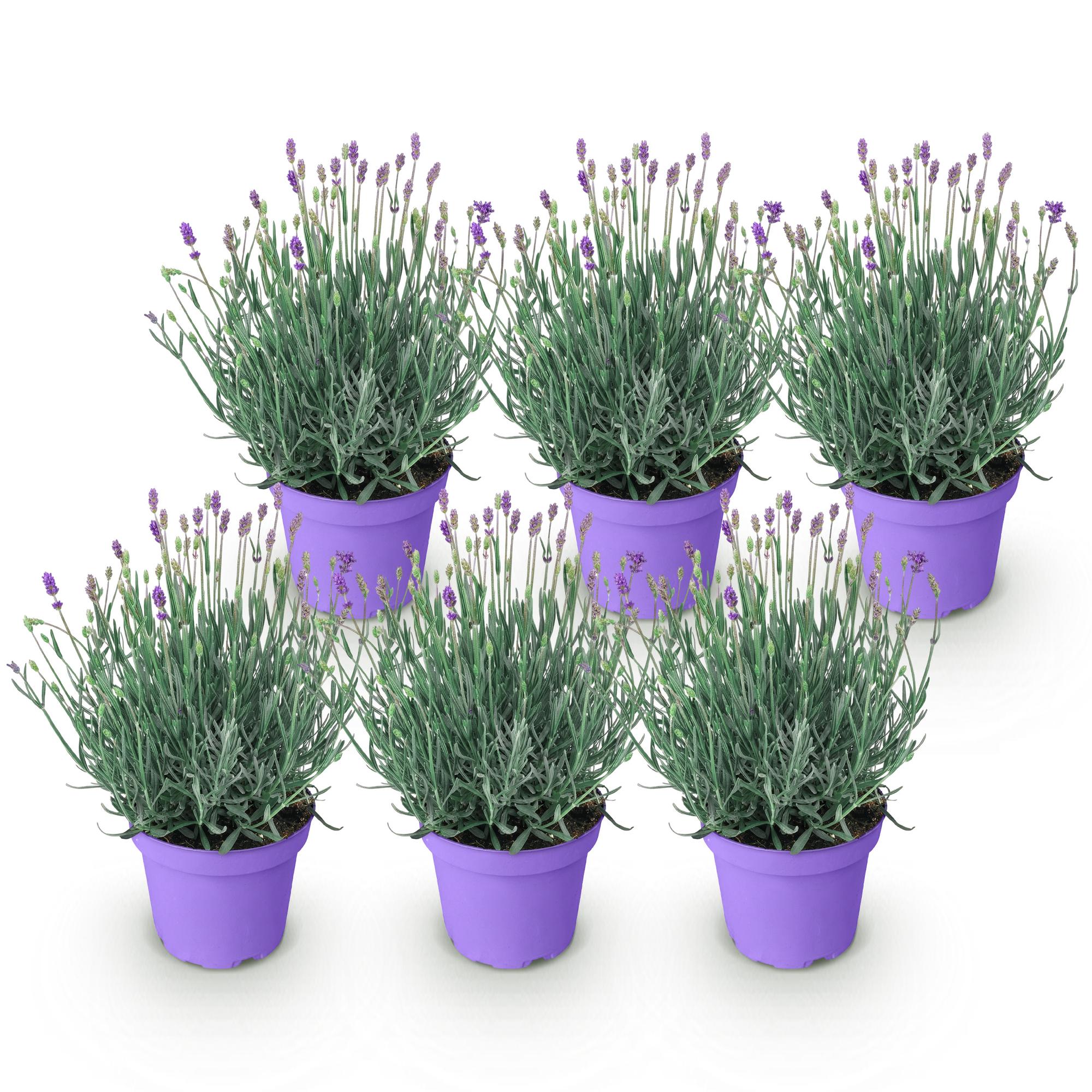Tuinplant - Lavandula angustifolia Munstead - Lavendel - Winterhard - Paars - 6 Planten - Pot 12cm - Hoogte 15-25cm
