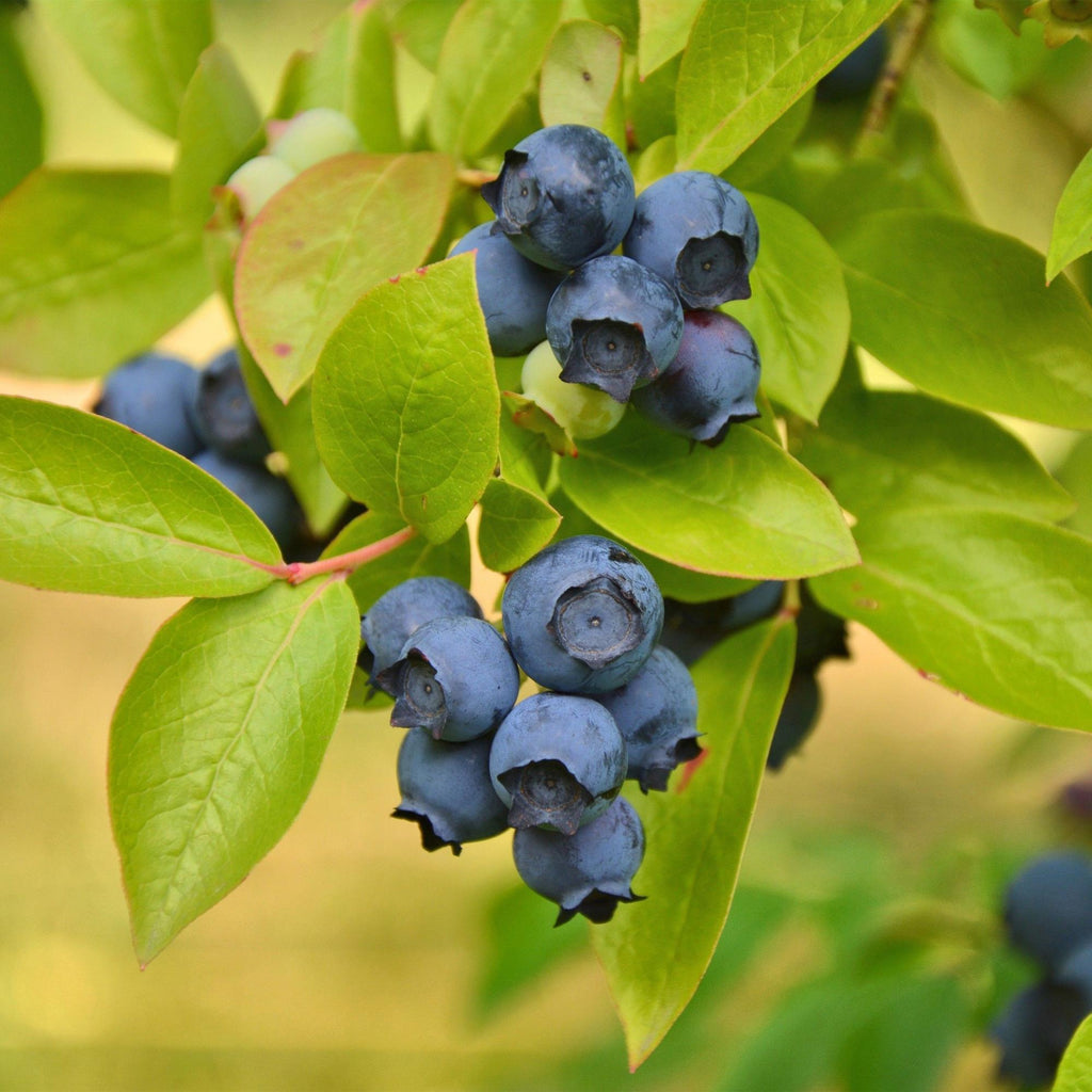 Fruitplant - Vaccinium corymbosum Patriot - Bosbes - Winterhard - Blauwe Bes - 2 Planten - Pot 15cm - Hoogte 50cm