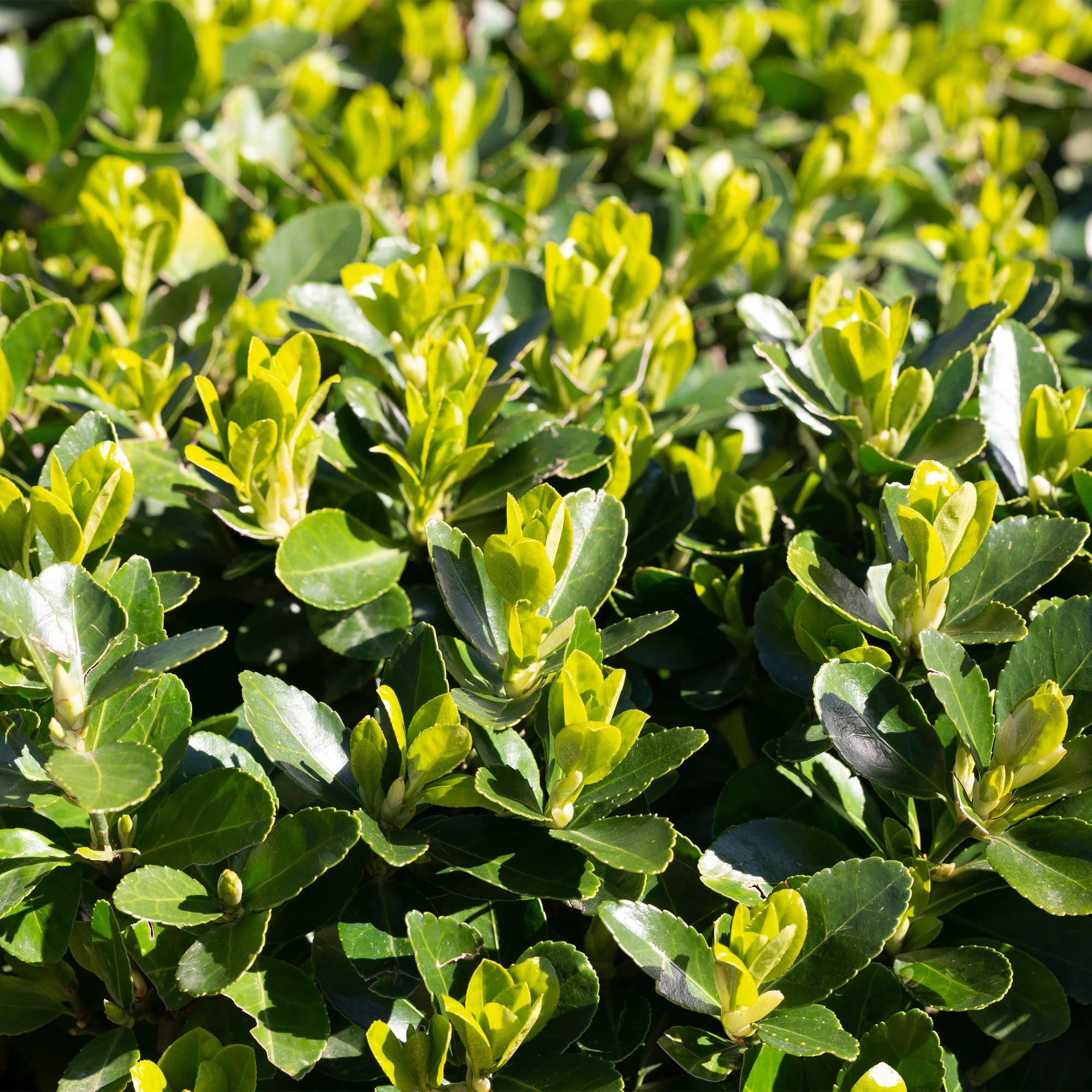 8x Euonymus japonica Green Spire - Kardinaalsmuts - Haagplanten - Groenblijvend - Groen - Pot 9cm - Hoogte 20-25cm