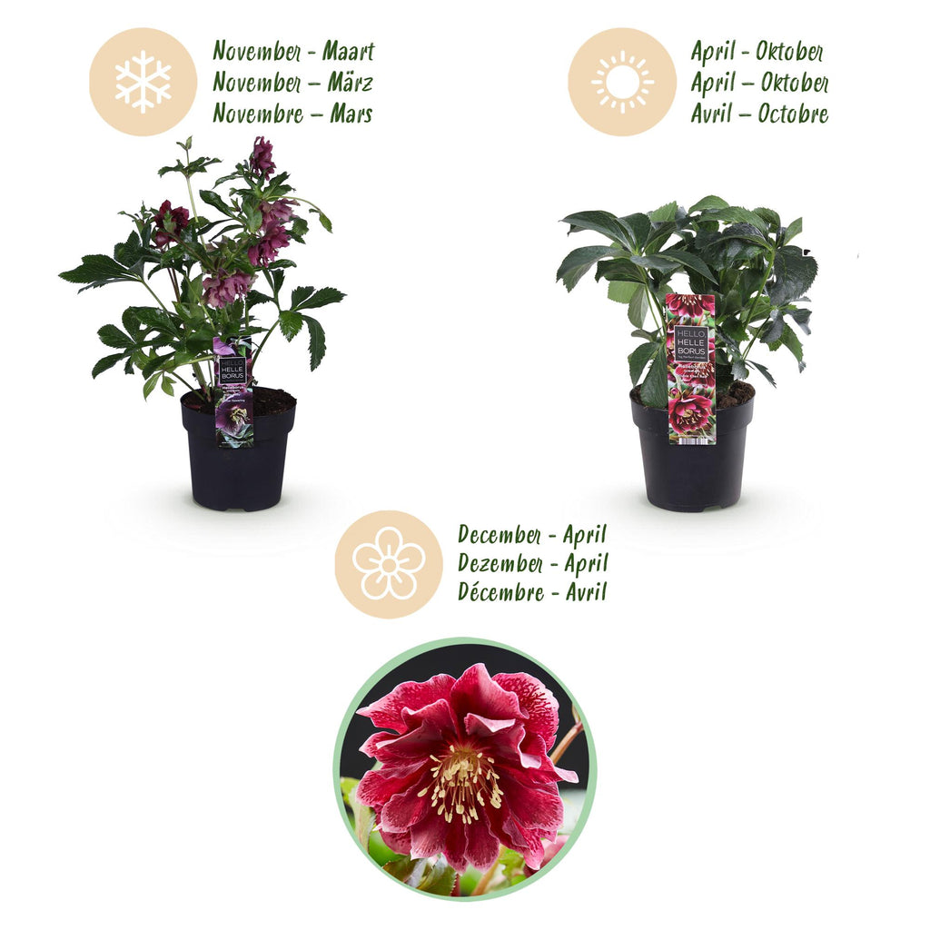 Tuinplant - Lenten Rose - Helleborus orientalis Double Ellen Red - Rode Bloem -2 Planten - Groenblijvend - Pot 14cm Hoogte 35cm