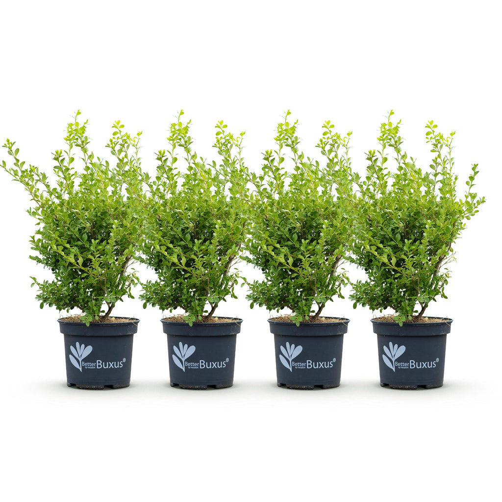 Buxus Haag - BetterBuxus Babylon Beauty - Resistant tegen de Buxus schimmel - 4 planten - 1 strekkende meter - pot 19cm hoogte 50-55