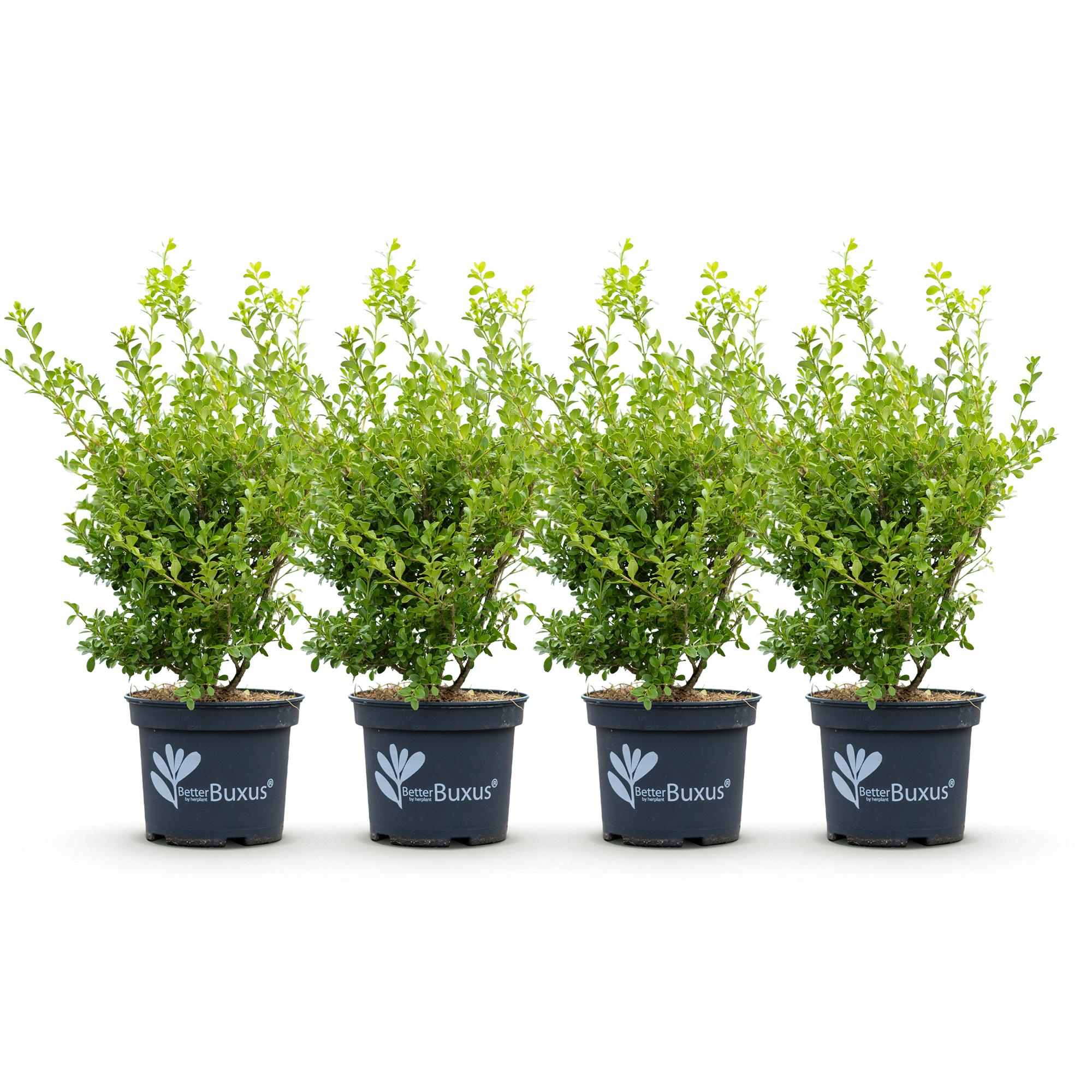 Buxus Haag - BetterBuxus Babylon Beauty - Resistant tegen de Buxus schimmel - 4 planten - 1 strekkende meter - pot 19cm hoogte 50-55