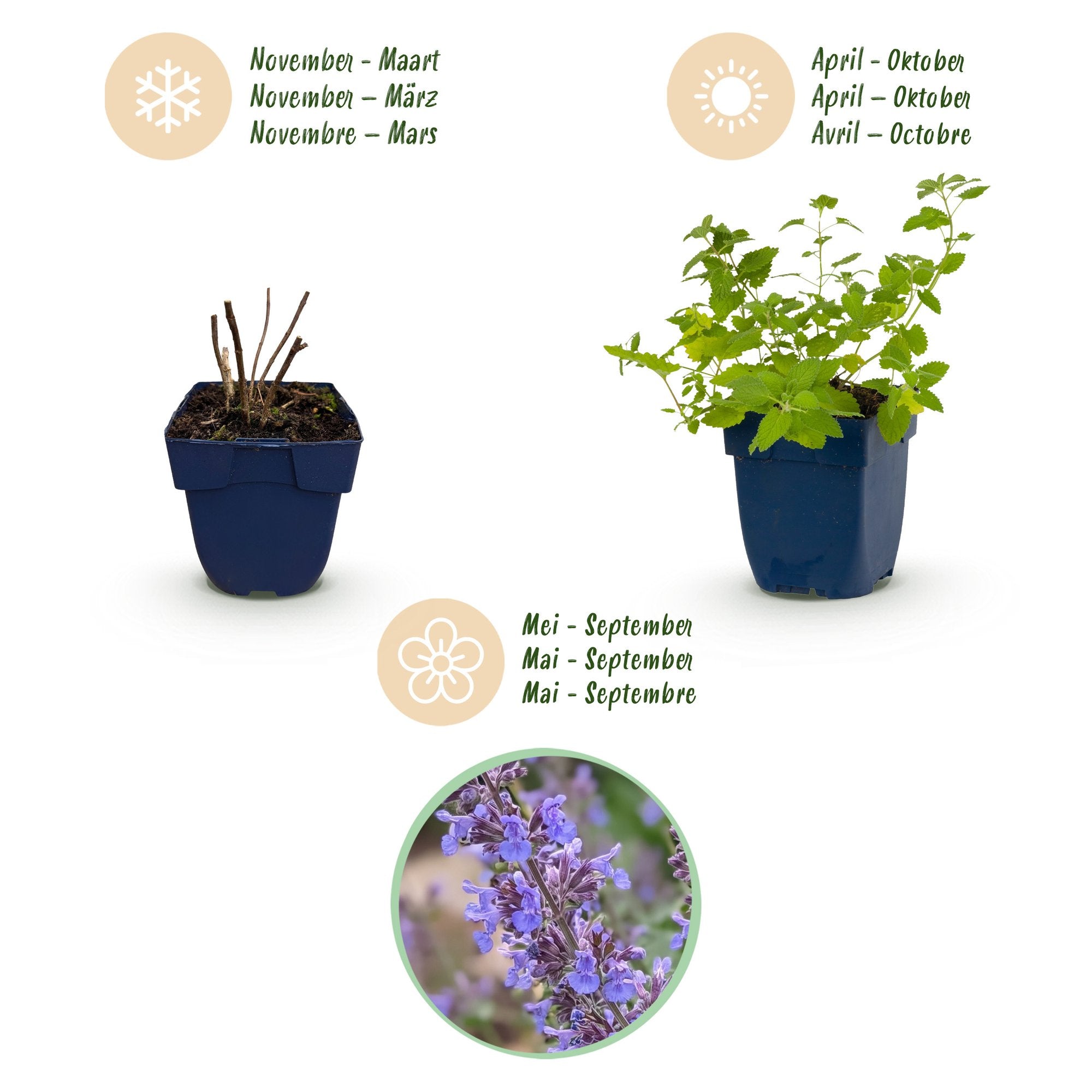 Vasteplant - Nepeta faassenii 'Six Hills Giant' - Kattenkruid - Bijen- en vlinderlokkers - Paars - 6 Planten - Pot 11cm - Hoogte 15-25cm
