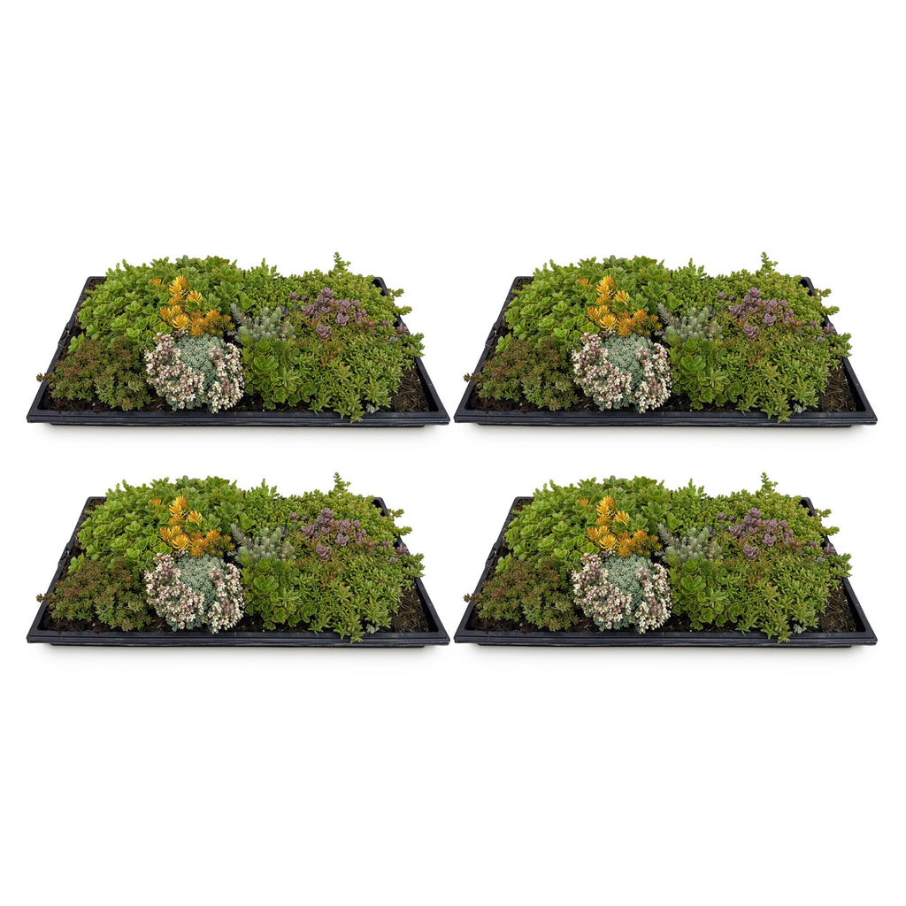 Bodembedekker - Winterhard - Sedum mat - Bestaat uit 10 soorten - X4 - Weinig Onderhoud - Lengte 50 Breedte 30