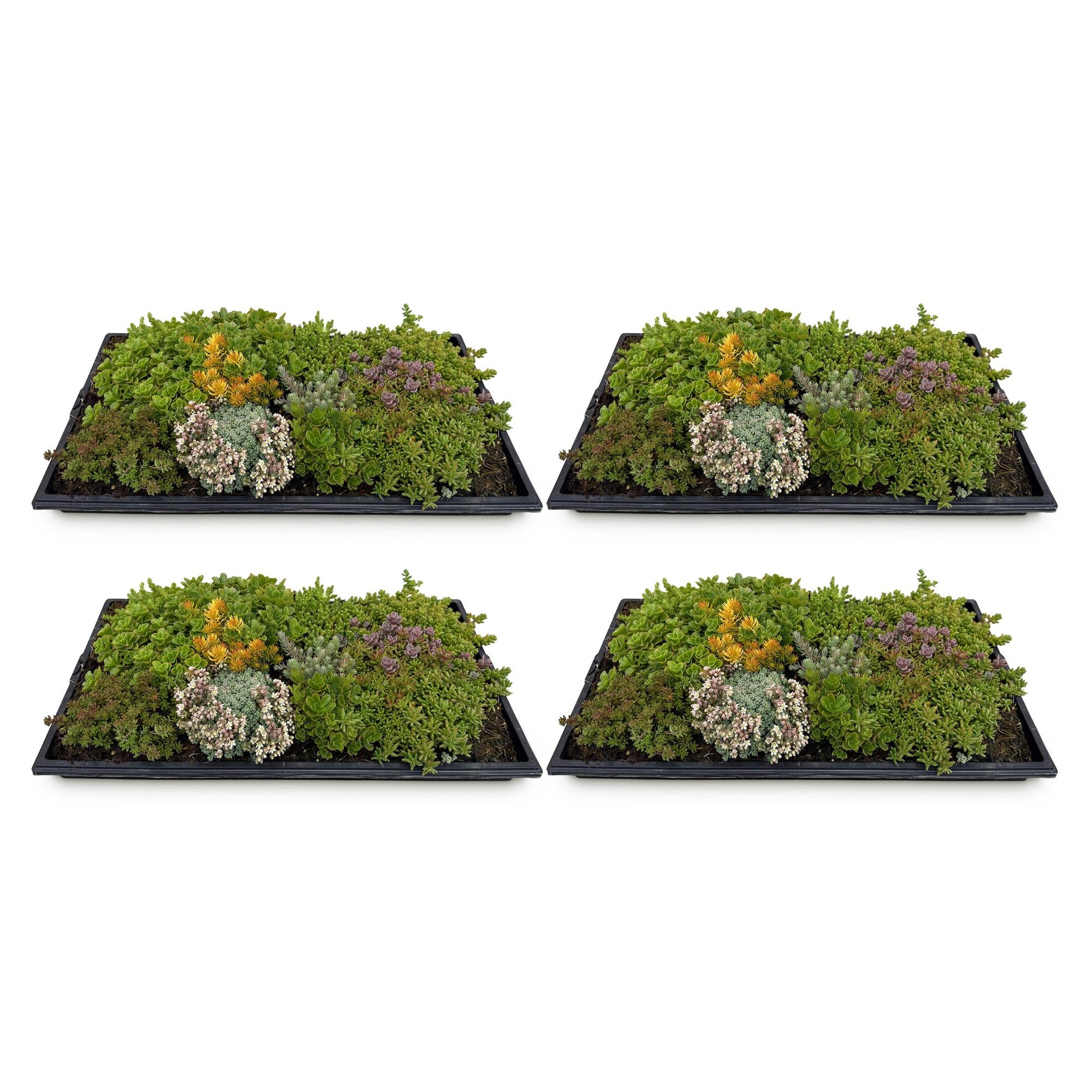 Bodembedekker - Winterhard - Sedum mat - Bestaat uit 10 soorten - X4 - Weinig Onderhoud - Lengte 50 Breedte 30