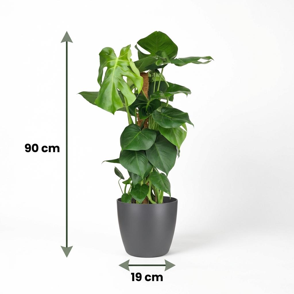 Kamerplant - Gatenplant - Monstera Deliciosa mosstok - Groen - Weinig onderhoud - 1 Plant - met Potter Grijs - Pot 19cm - Hoogte 90cm