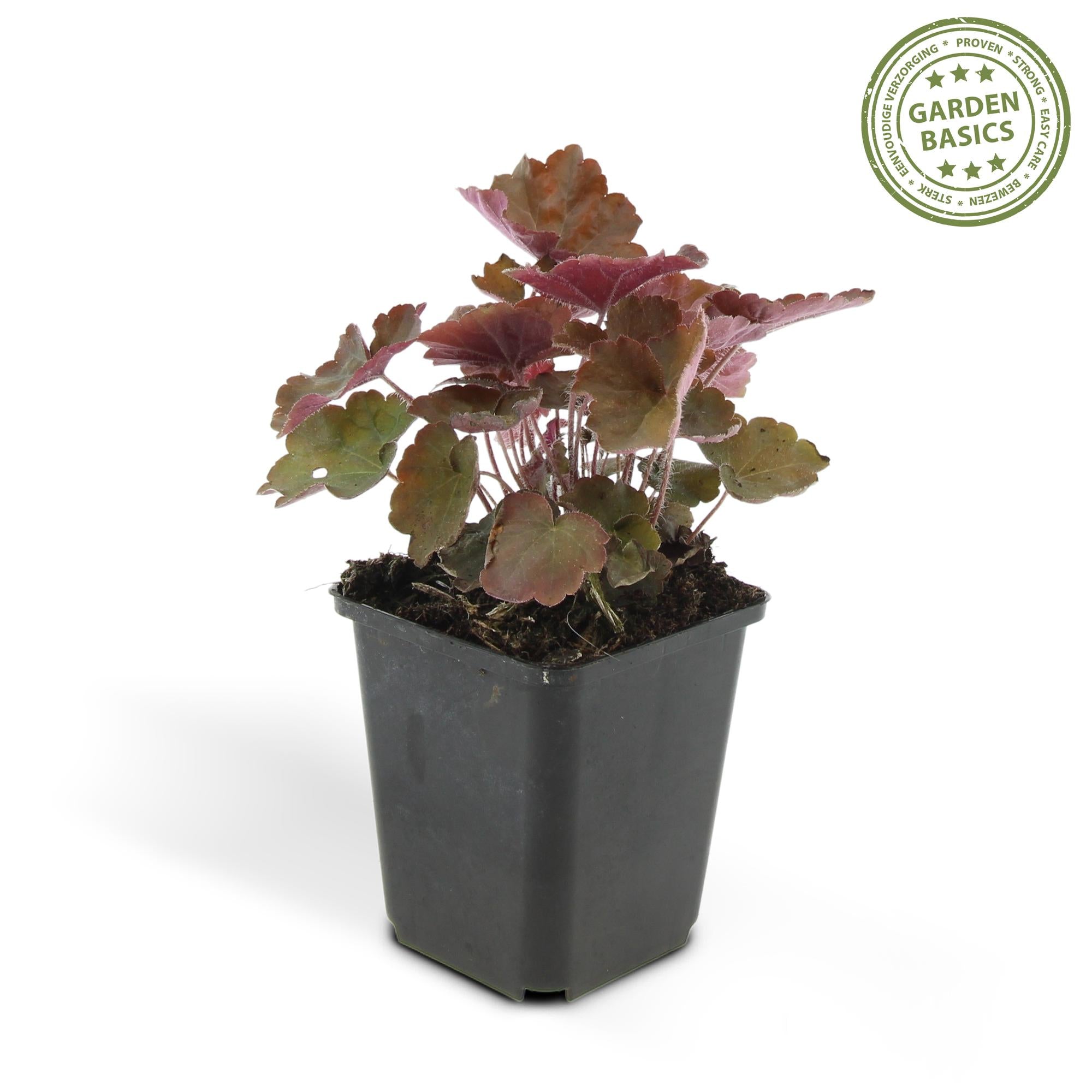 48x Heuchera mic. 'Palace Purple' - ↕10-25cm - Ø9cm
